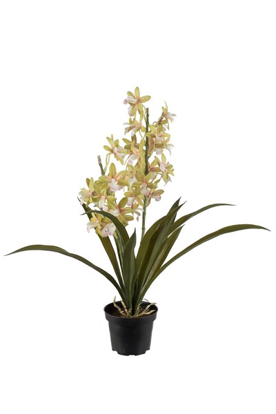 Mr. Plant Cymbidium